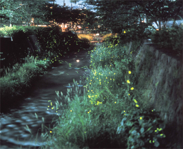 一の坂川　蛍